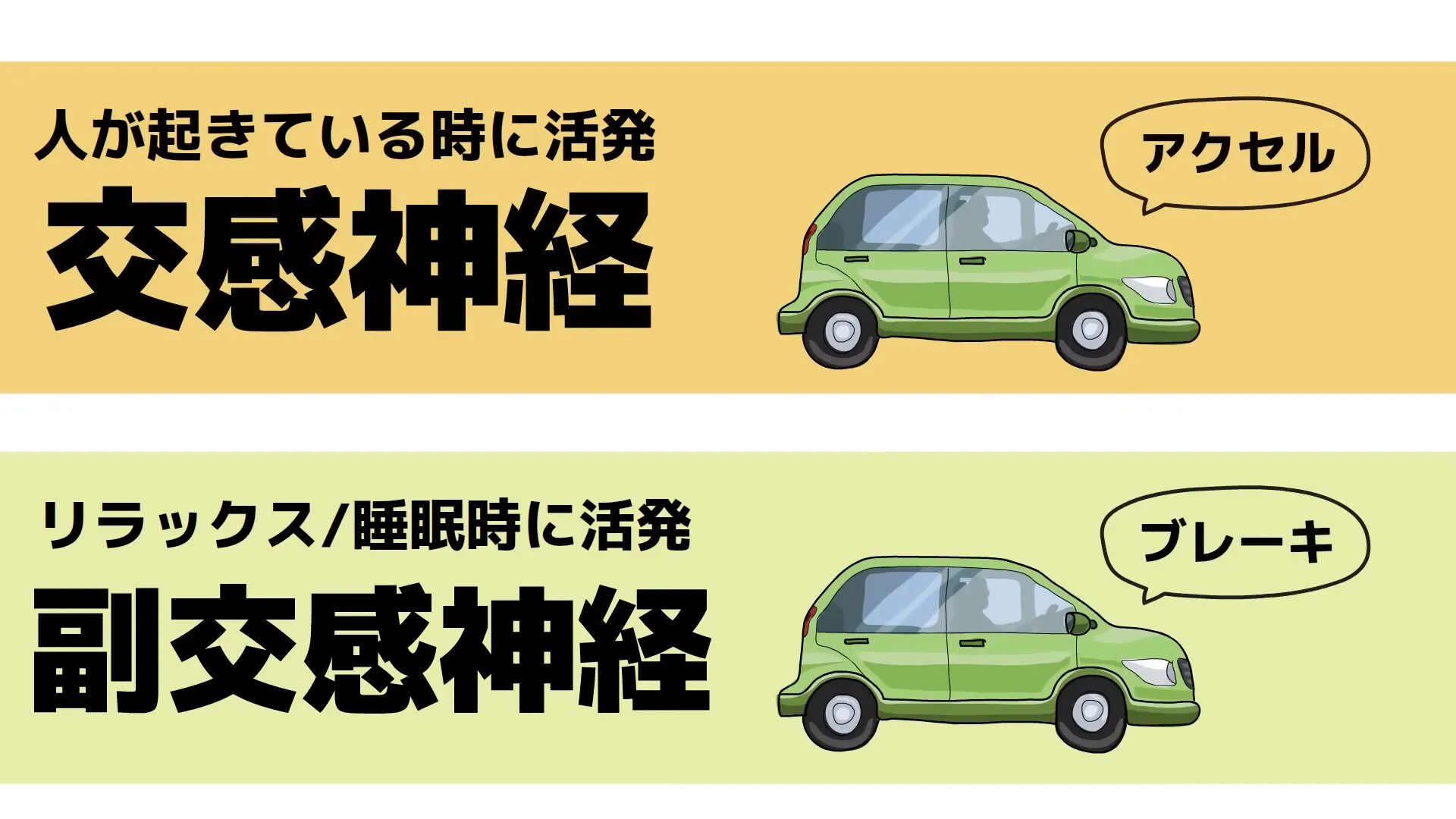 交感神経と副交感神経のバランスを説明するイメージ